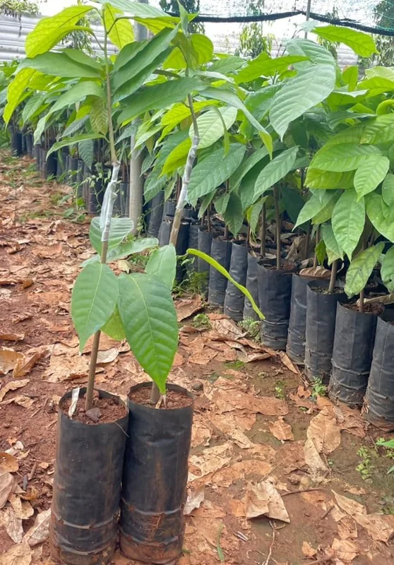 Yellow Cacao Tree Live Plant - Theobroma Cacao Potted Plant 8-16 Inch - Grow Your Own Chocolate!