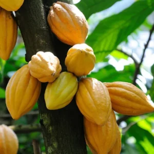 Yellow Cacao Tree Live Plant - Theobroma Cacao Potted Plant 8-16 Inch - Grow Your Own Chocolate!