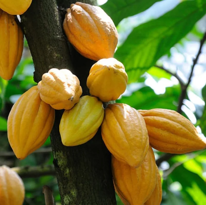 Yellow Cacao Tree Live Plant - Theobroma Cacao Potted Plant 8-16 Inch - Grow Your Own Chocolate!