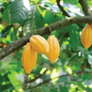 Yellow Cacao Tree Live Plant - Theobroma Cacao Potted Plant 8-16 Inch - Grow Your Own Chocolate!