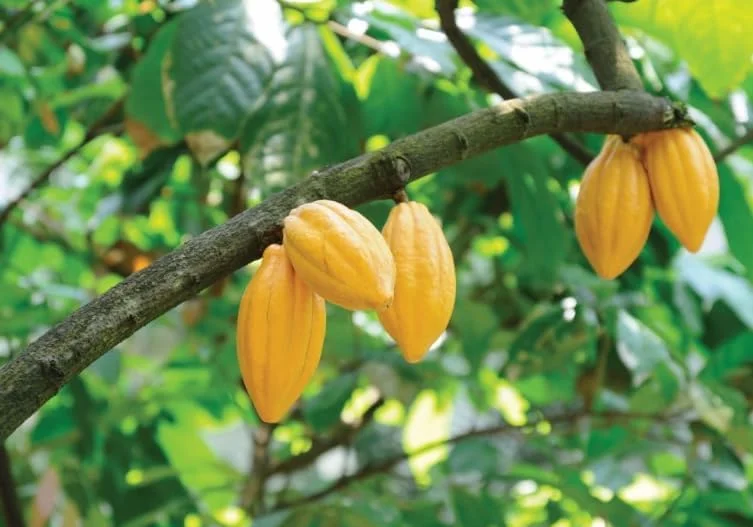 Yellow Cacao Tree Live Plant - Theobroma Cacao Potted Plant 8-16 Inch - Grow Your Own Chocolate!