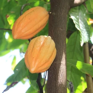 Yellow Cacao Tree Live Plant - Theobroma Cacao Potted Plant 8-16 Inch - Grow Your Own Chocolate!