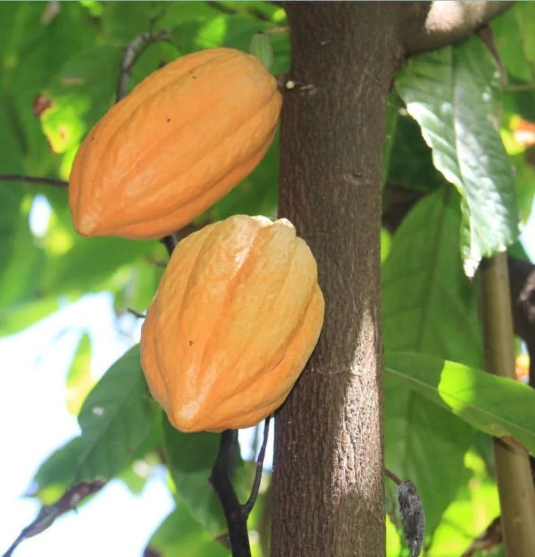 Yellow Cacao Tree Live Plant - Theobroma Cacao Potted Plant 8-16 Inch - Grow Your Own Chocolate!