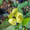 Yellow Crown of Thorns 5-7" Rooted Live Plant Big Yellow Flowers Euphorbia