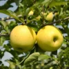 Yellow Delicious Apple Tree Bare-root 18-24 Inch Tall | Golden Delicious Apples | Malus Domestica