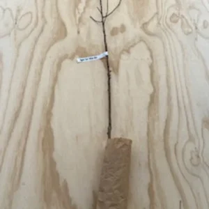 Yellow Delicious Apple Tree Bare-root 18-24 Inch Tall | Golden Delicious Apples | Malus Domestica