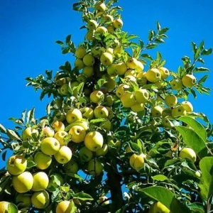 Yellow Delicious Apple Tree Bare-root 18-24 Inch Tall | Golden Delicious Apples | Malus Domestica