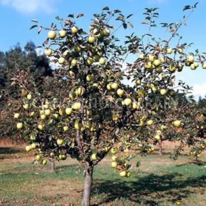 Yellow Delicious Apple Tree Bare-root 18-24 Inch Tall | Golden Delicious Apples | Malus Domestica