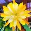 Yellow Epiphyllum Orchid Cactus Queen of the Night Succulent Plants - 4" Pot Live Plants