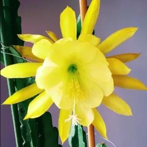 Yellow Epiphyllum Orchid Cactus Queen of the Night Succulent Plants - 4