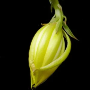 Yellow Epiphyllum Orchid Cactus Queen of the Night Succulent Plants - 4