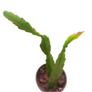 Yellow Epiphyllum Orchid Cactus Queen of the Night Succulent Plants - 4