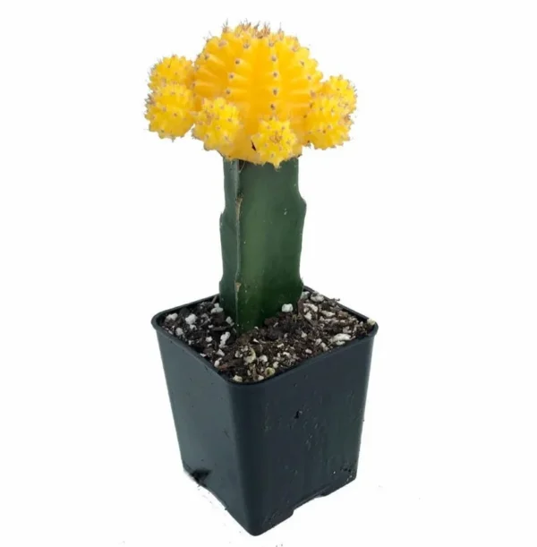 Yellow Grafted Moon Cactus – 2.5" Pot Live Succulent Plant – Bright Indoor Decor