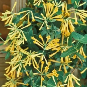 Yellow Honeysuckle 1 Gal Live Plant – Yellow Flowers, Red Berries, Attracts Hummingbirds