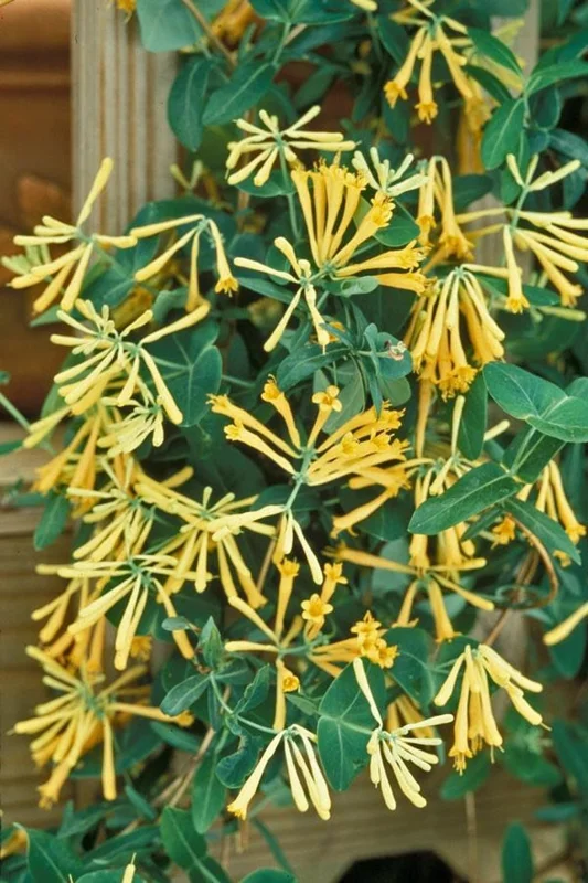 Yellow Honeysuckle 1 Gal Live Plant – Yellow Flowers, Red Berries, Attracts Hummingbirds