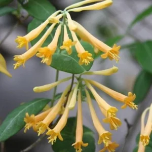 Yellow Honeysuckle 1 Gal Live Plant – Yellow Flowers, Red Berries, Attracts Hummingbirds