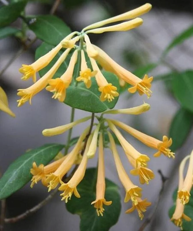 Yellow Honeysuckle 1 Gal Live Plant – Yellow Flowers, Red Berries, Attracts Hummingbirds