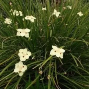 Yellow Iris Dietes Bicolor 1 Gallon Plant – Evergreen, Yellow Flowers, Low Water Needs