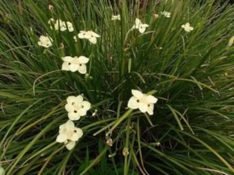 Yellow Iris Dietes Bicolor 1 Gallon Plant – Evergreen, Yellow Flowers, Low Water Needs