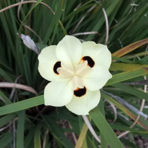 Yellow Iris Dietes Bicolor 1 Gallon Plant – Evergreen, Yellow Flowers, Low Water Needs