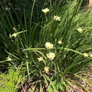 Yellow Iris Dietes Bicolor 1 Gallon Plant – Evergreen, Yellow Flowers, Low Water Needs
