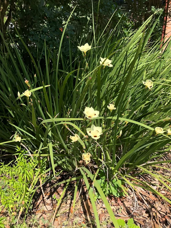 Yellow Iris Dietes Bicolor 1 Gallon Plant – Evergreen, Yellow Flowers, Low Water Needs