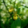 Yellow Lady’s Slipper Orchid #1 Blooming Sized – Bare Root Perennial