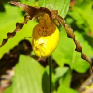 Yellow Lady’s Slipper Orchid #1 Blooming Sized – Bare Root Perennial