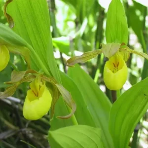 Yellow Lady’s Slipper Orchid #1 Blooming Sized – Bare Root Perennial