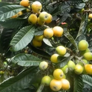 Yellow Loquat Tree Live Plant - Japanese Plum Fruit Tree-12-18 Inch Sweet Golden Loquat Plant in Half Gallon