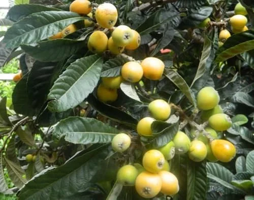 Yellow Loquat Tree Live Plant - Japanese Plum Fruit Tree-12-18 Inch Sweet Golden Loquat Plant in Half Gallon