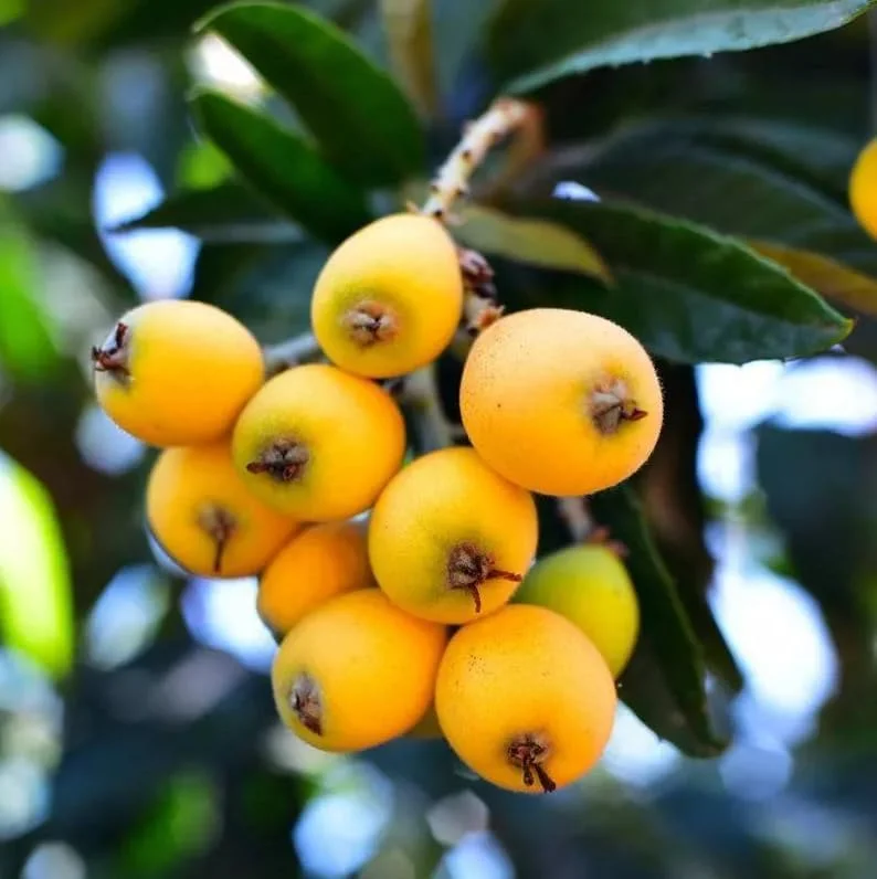 Yellow Loquat Tree Live Plant - Japanese Plum Fruit Tree-12-18 Inch Sweet Golden Loquat Plant in Half Gallon