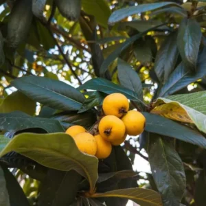 Yellow Loquat Tree Live Plant - Japanese Plum Fruit Tree-12-18 Inch Sweet Golden Loquat Plant in Half Gallon