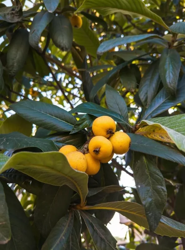 Yellow Loquat Tree Live Plant - Japanese Plum Fruit Tree-12-18 Inch Sweet Golden Loquat Plant in Half Gallon