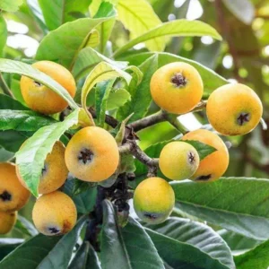 Yellow Loquat Tree Live Plant - Japanese Plum Fruit Tree-12-18 Inch Sweet Golden Loquat Plant in Half Gallon