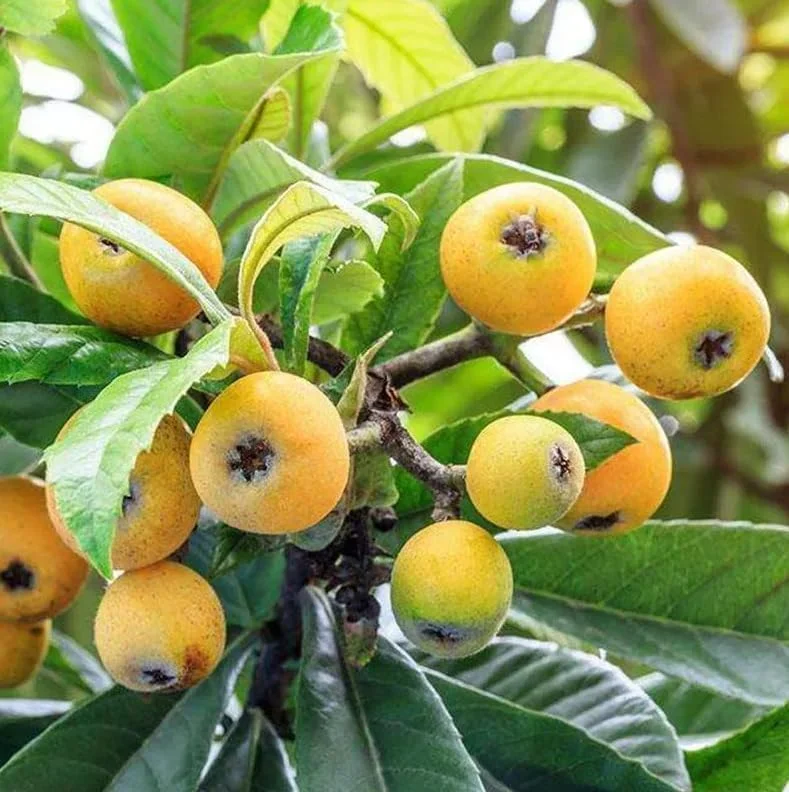 Yellow Loquat Tree Live Plant - Japanese Plum Fruit Tree-12-18 Inch Sweet Golden Loquat Plant in Half Gallon