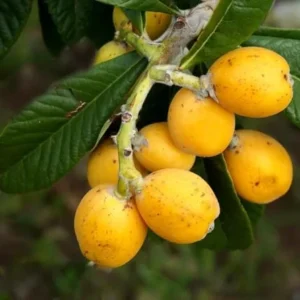 Yellow Loquat Tree Live Plant - Sweet Loquat Plant Golden Loquat Plant Japanese Plum Fruit 8-10 Inch Tall