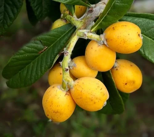 Yellow Loquat Tree Live Plant - Sweet Loquat Plant Golden Loquat Plant Japanese Plum Fruit 8-10 Inch Tall