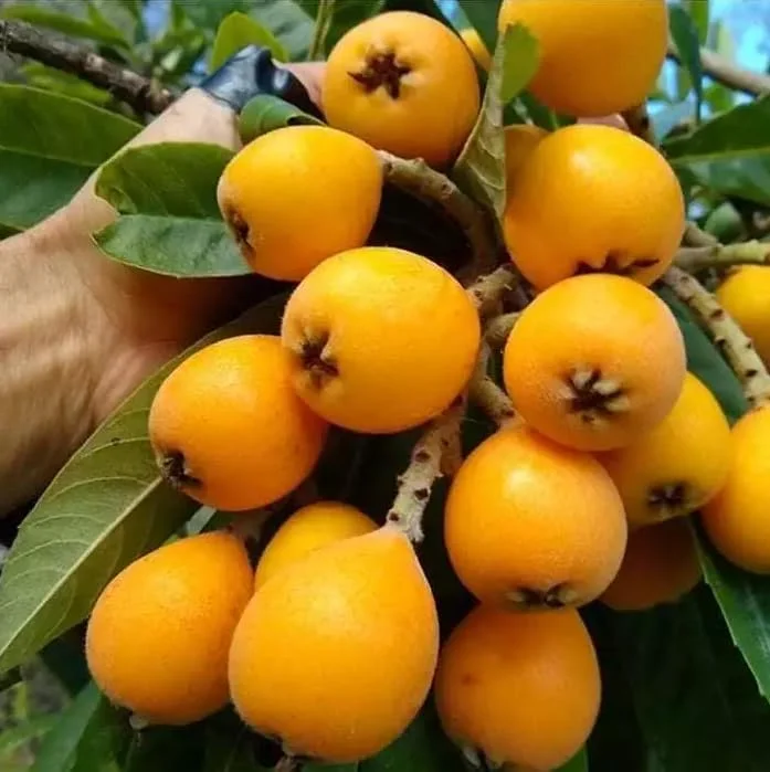Yellow Loquat Tree Live Plant - Sweet Loquat Plant Golden Loquat Plant Japanese Plum Fruit 8-10 Inch Tall