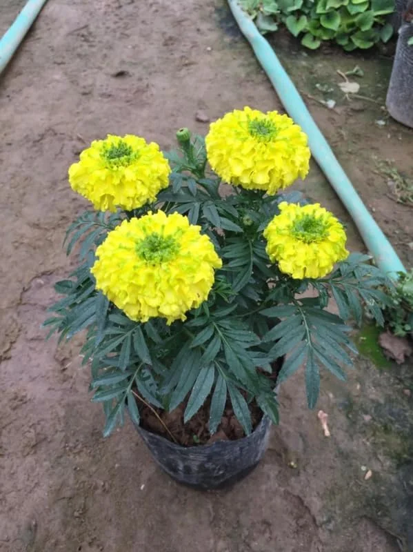 Yellow Marigold Live Plants - 2 Pack Marigold Flowers - 4 Inch Pot - Yellow Flowering Bush