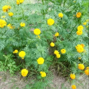 Yellow Marigold Live Plants - 2 Pack Marigold Flowers - 4 Inch Pot - Yellow Flowering Bush