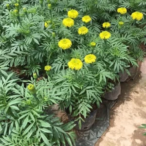 Yellow Marigold Live Plants - 2 Pack Marigold Flowers - 4 Inch Pot - Yellow Flowering Bush