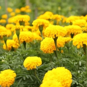 Yellow Marigold Live Plants - 2 Pack Marigold Flowers - 4 Inch Pot - Yellow Flowering Bush