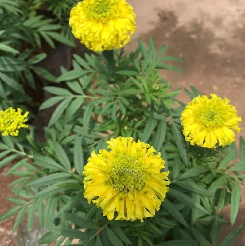 Yellow Marigold Live Plants - 2 Pack Marigold Flowers - 4 Inch Pot - Yellow Flowering Bush
