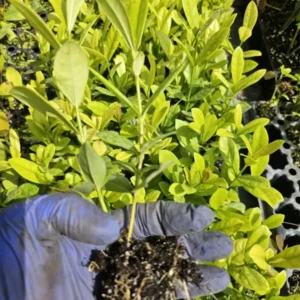 Yellow Maui Ixora Tropical Starter Live Plant, 7 Inches Tall, Yellow Flowers, 2 Plugs