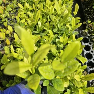 Yellow Maui Ixora Tropical Starter Live Plant, 7 Inches Tall, Yellow Flowers, 2 Plugs