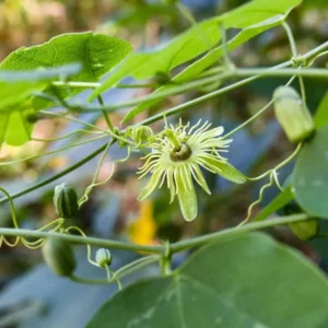 Yellow Passion Fruit Plant - 2 Live Plants for Planting - Tropical Vine