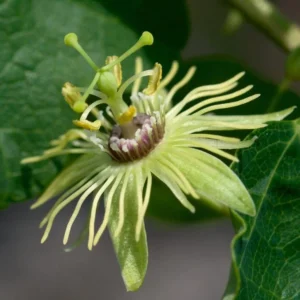 Yellow Passion Fruit Plant - 2 Live Plants for Planting - Tropical Vine