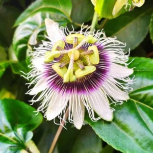 Yellow Passion Fruit Plant - 2 Live Plants for Planting - Tropical Vine