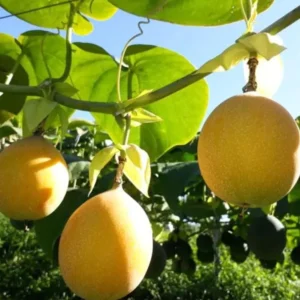Yellow Passion Fruit Plant - 2 Live Plants for Planting - Tropical Vine
